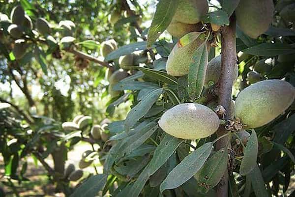 قیمت خرید نهال بادام منقا با فروش عمده